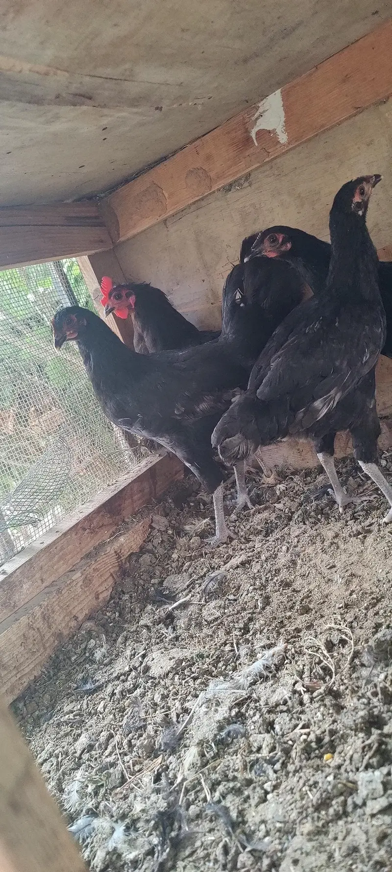 2 Heera Madi 1 Aseel Madi 3 Austrolop Madi 3 Aseel chicks — photo 7