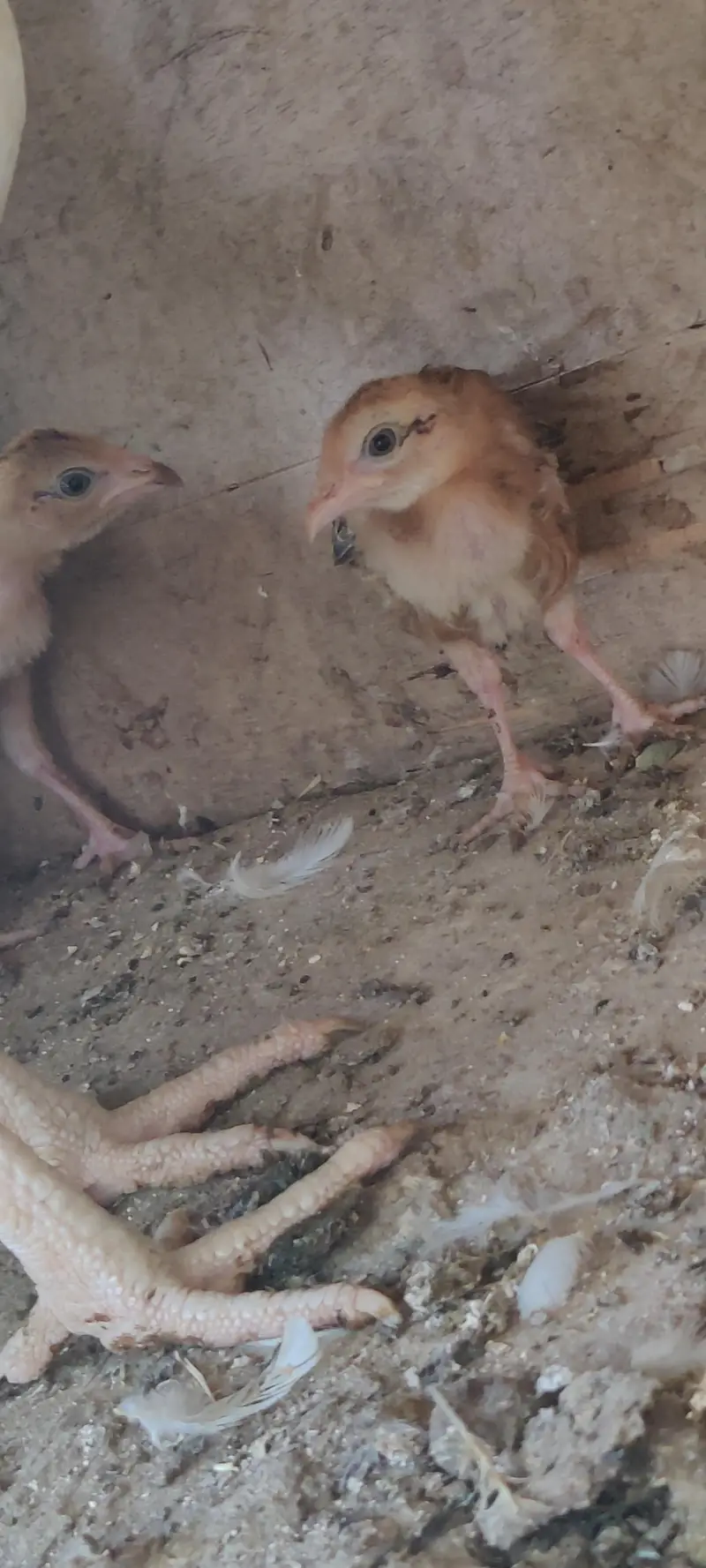 2 Heera Madi 1 Aseel Madi 3 Austrolop Madi 3 Aseel chicks — photo 8