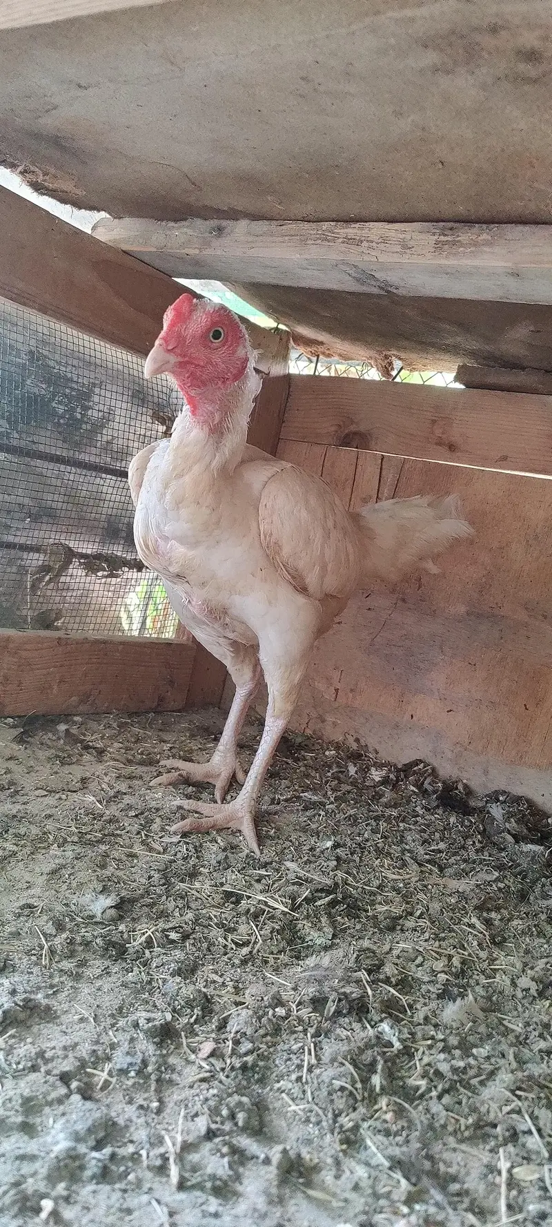 2 Heera Madi 1 Aseel Madi 3 Austrolop Madi 3 Aseel chicks — photo 9