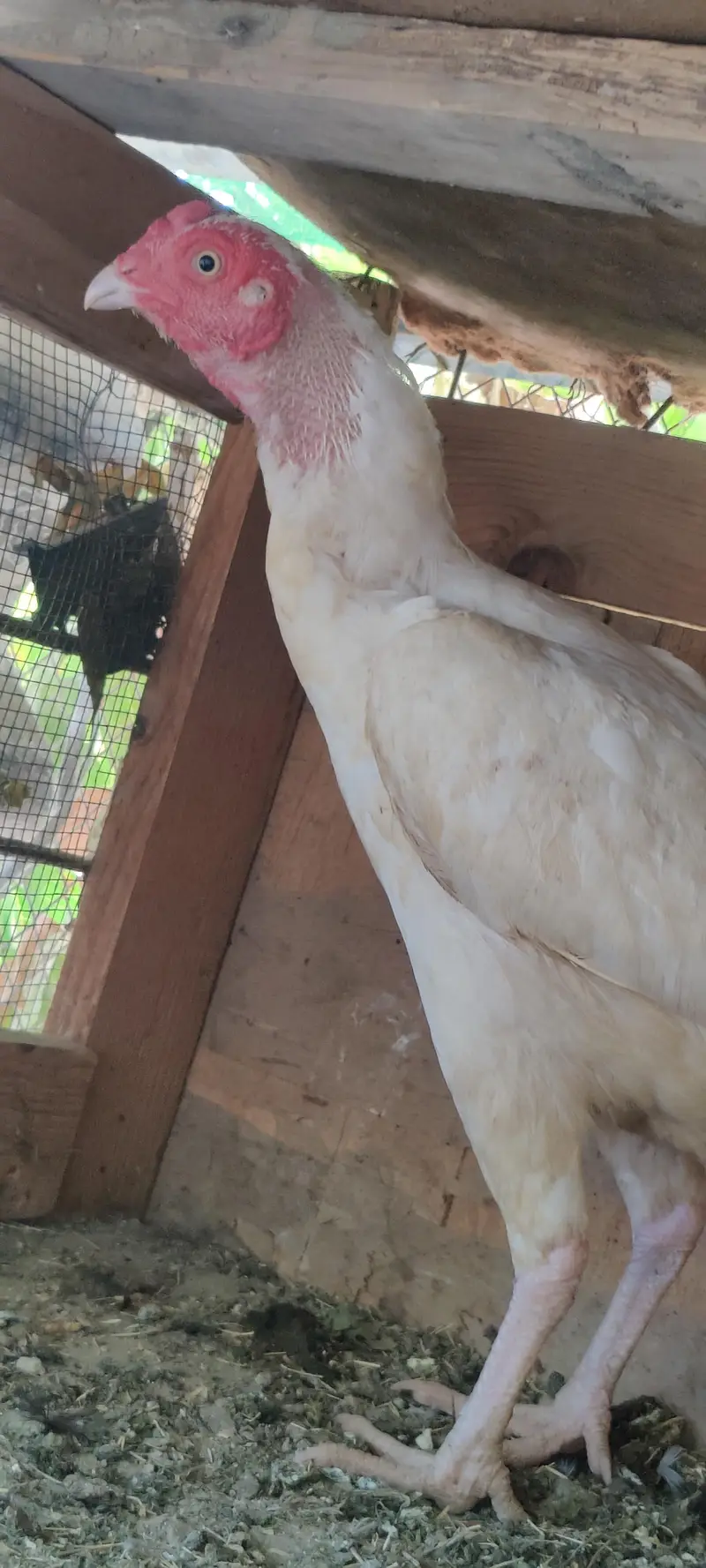 2 Heera Madi 1 Aseel Madi 3 Austrolop Madi 3 Aseel chicks — photo 10