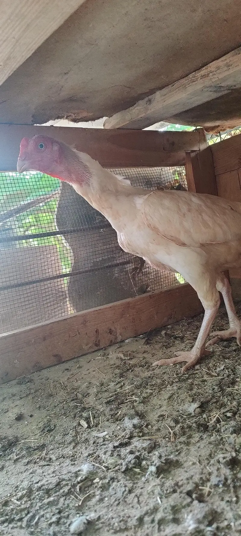 2 Heera Madi 1 Aseel Madi 3 Austrolop Madi 3 Aseel chicks — photo 11