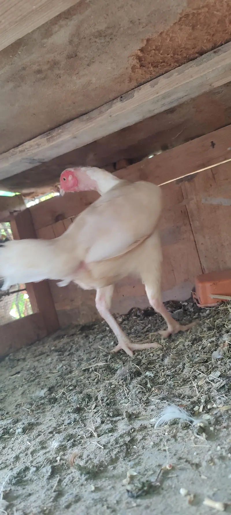 2 Heera Madi 1 Aseel Madi 3 Austrolop Madi 3 Aseel chicks — photo 12