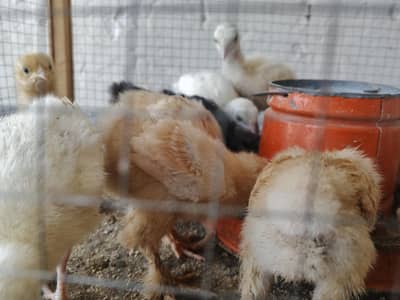 golden buff, Turkey and bentum chicks