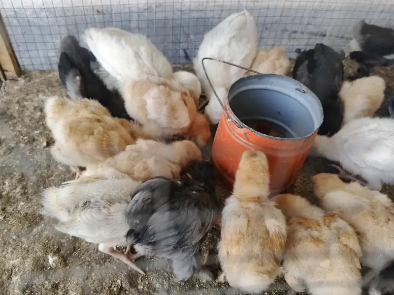golden buff, Turkey and bentum chicks — photo 2