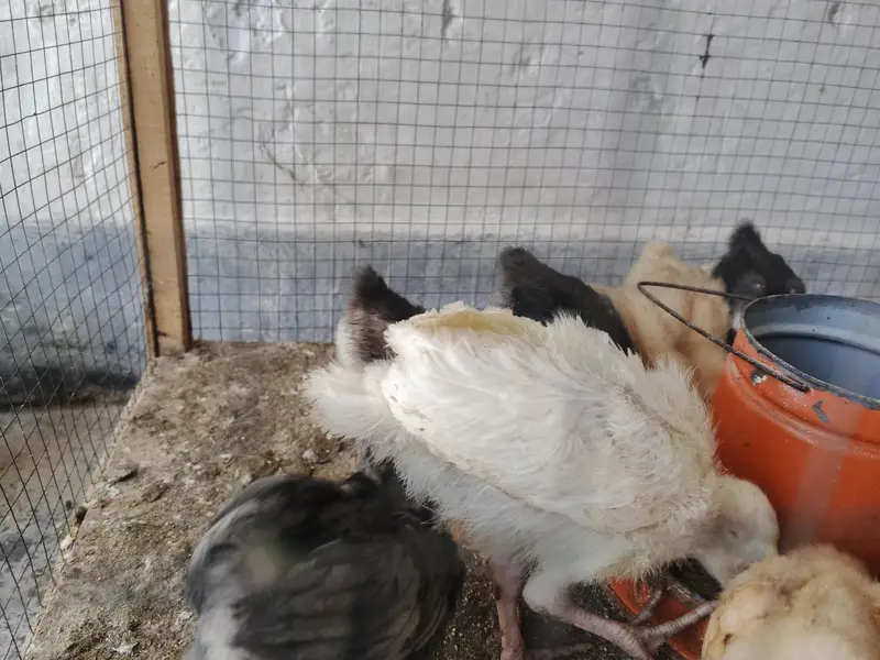 golden buff, Turkey and bentum chicks — photo 3