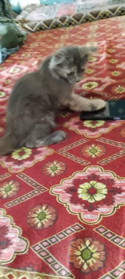 cat sell