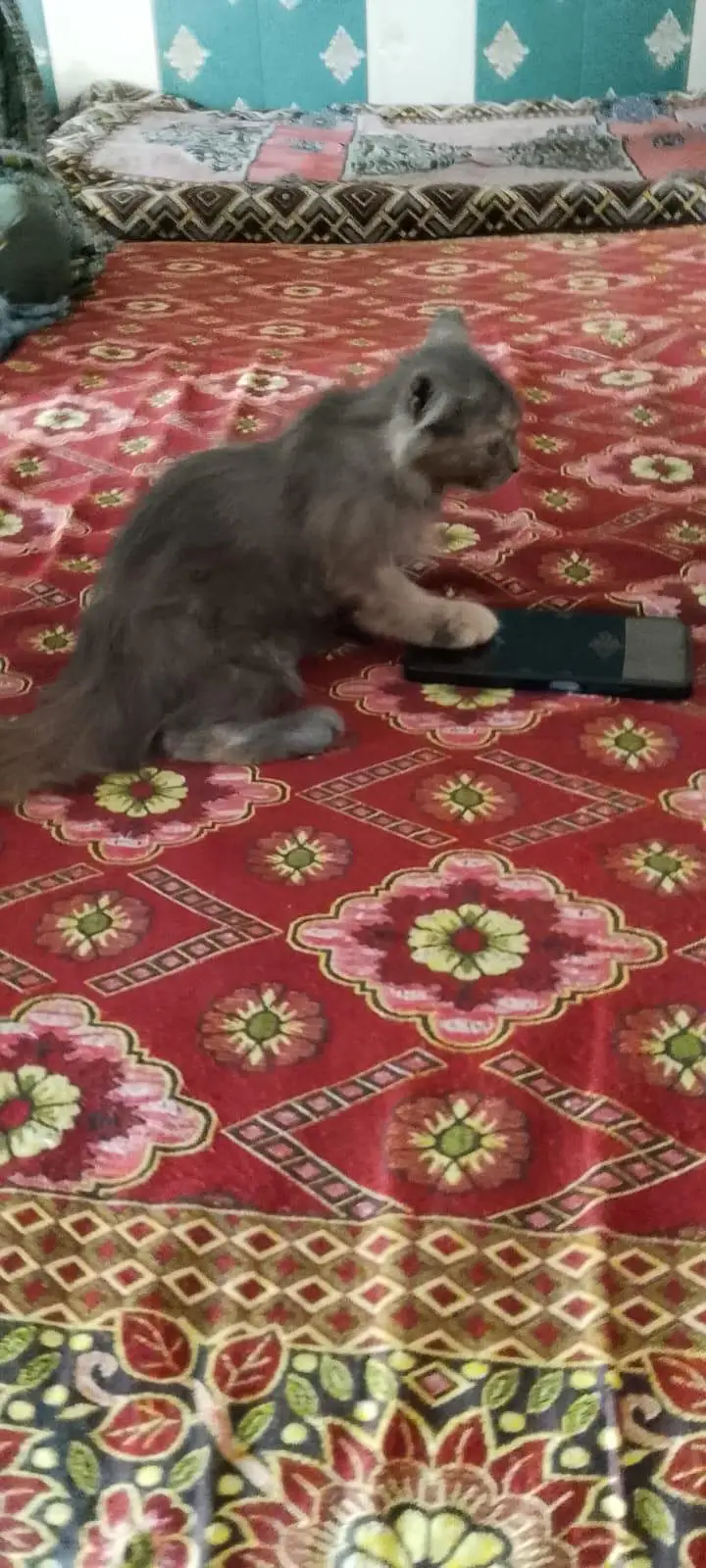cat sell — photo 2