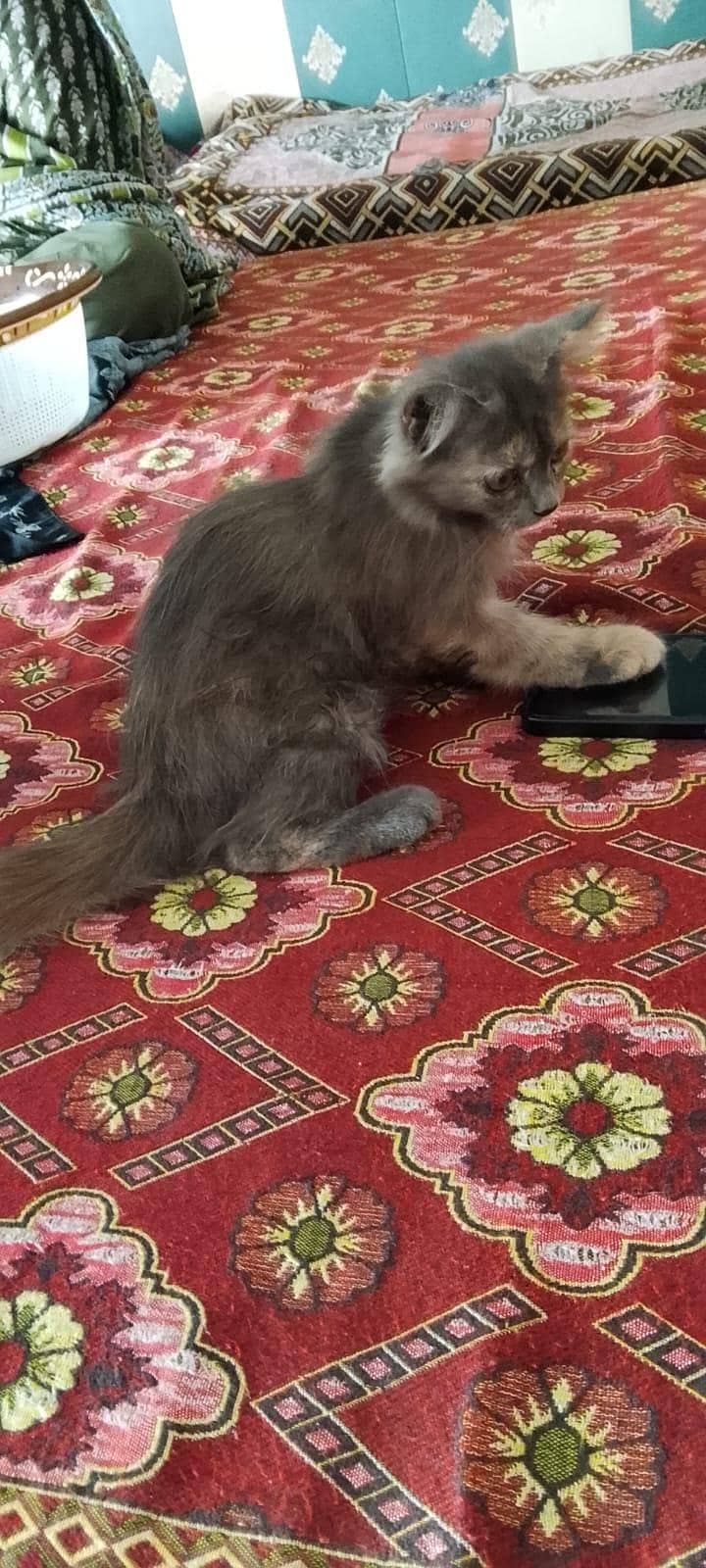 cat sell 2