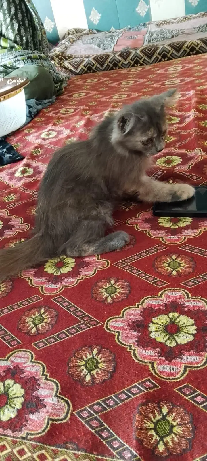 cat sell — photo 3