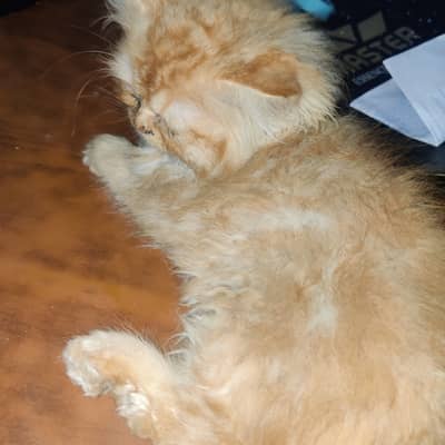 Goldne brown persian kittens