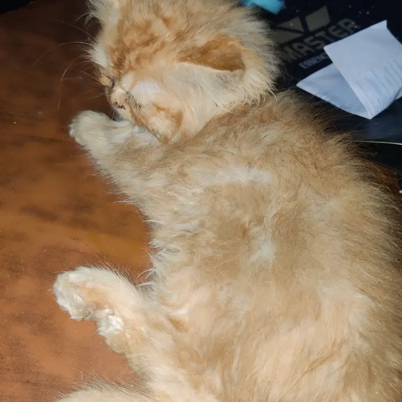 Goldne brown persian kittens — photo 2