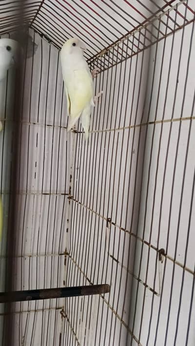 Rosicolli Birds