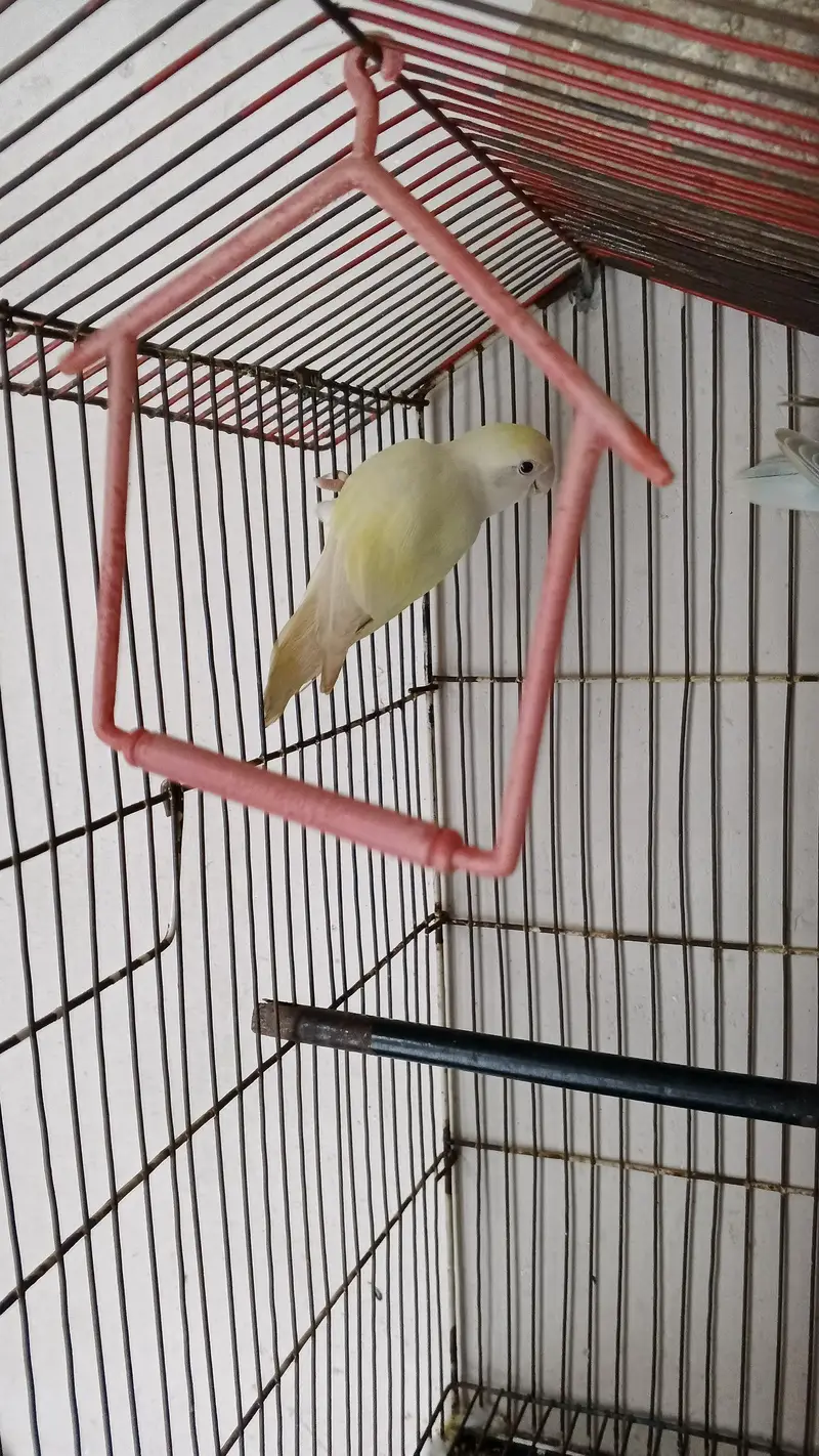 Rosicolli Birds — photo 2