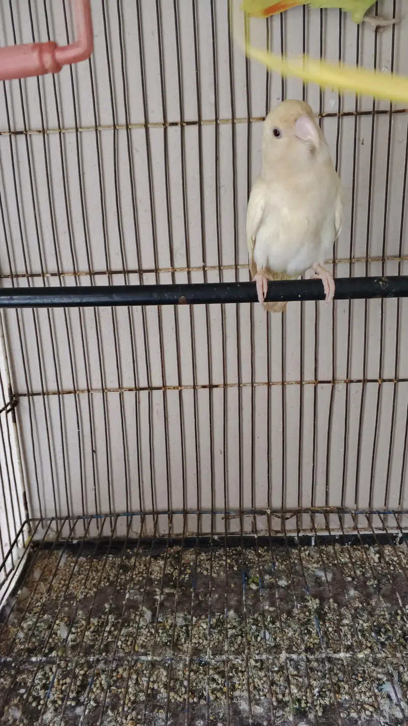 Rosicolli Birds — photo 3