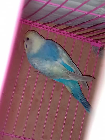 Rainbow Budgie / Australian parrot