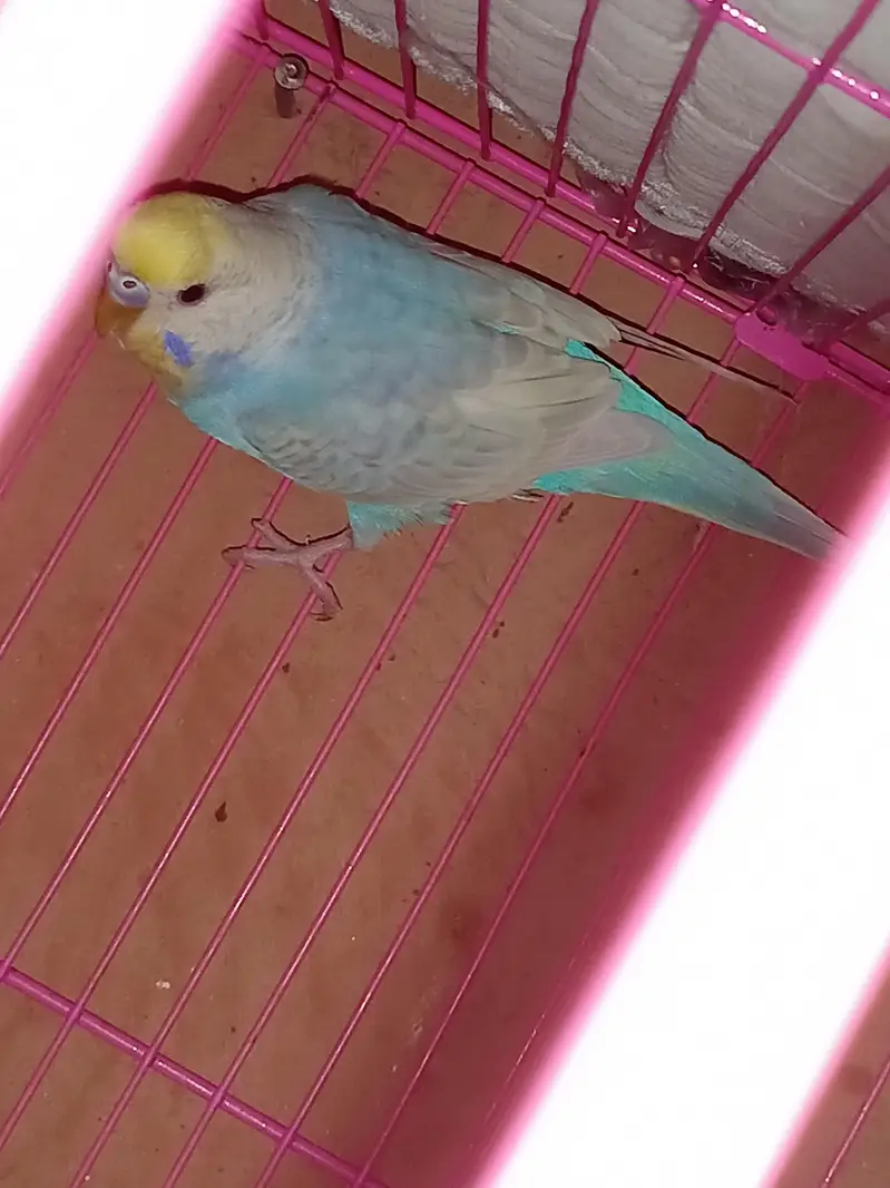 Rainbow Budgie / Australian parrot — photo 2