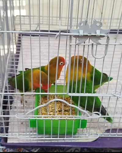 two pair lovebirds with breading box for sale