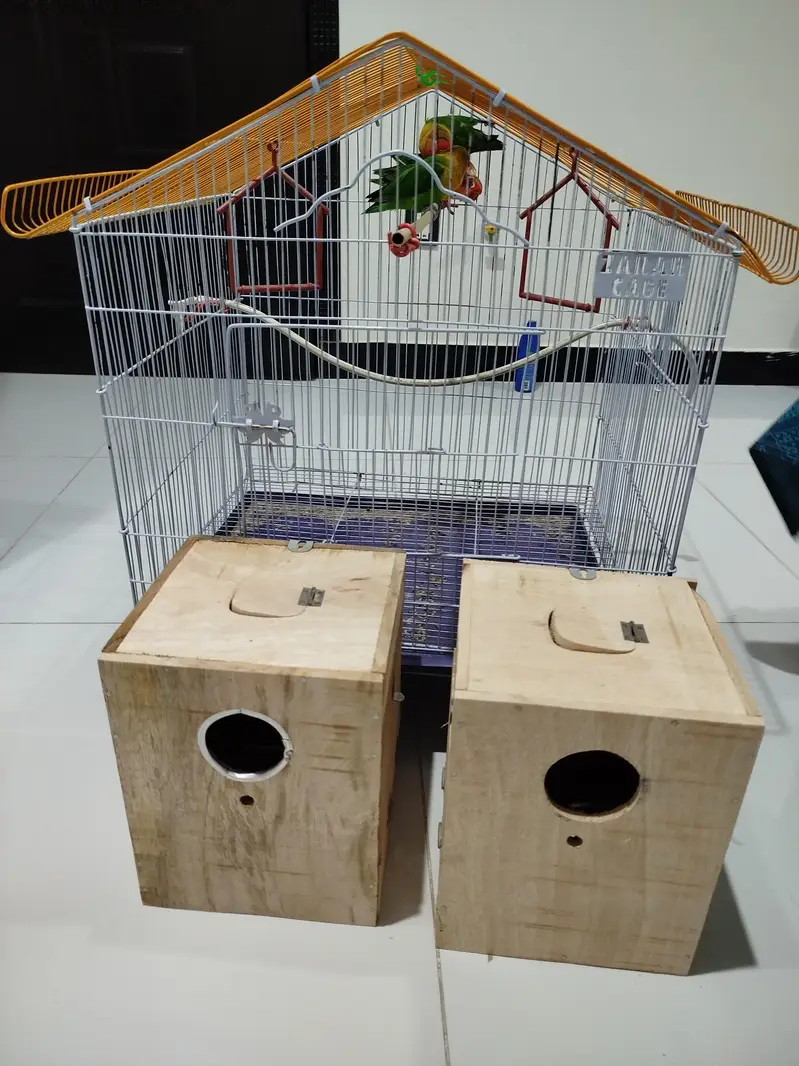 two pair lovebirds with breading box for sale — photo 2