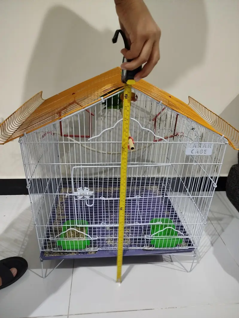 two pair lovebirds with breading box for sale — photo 3
