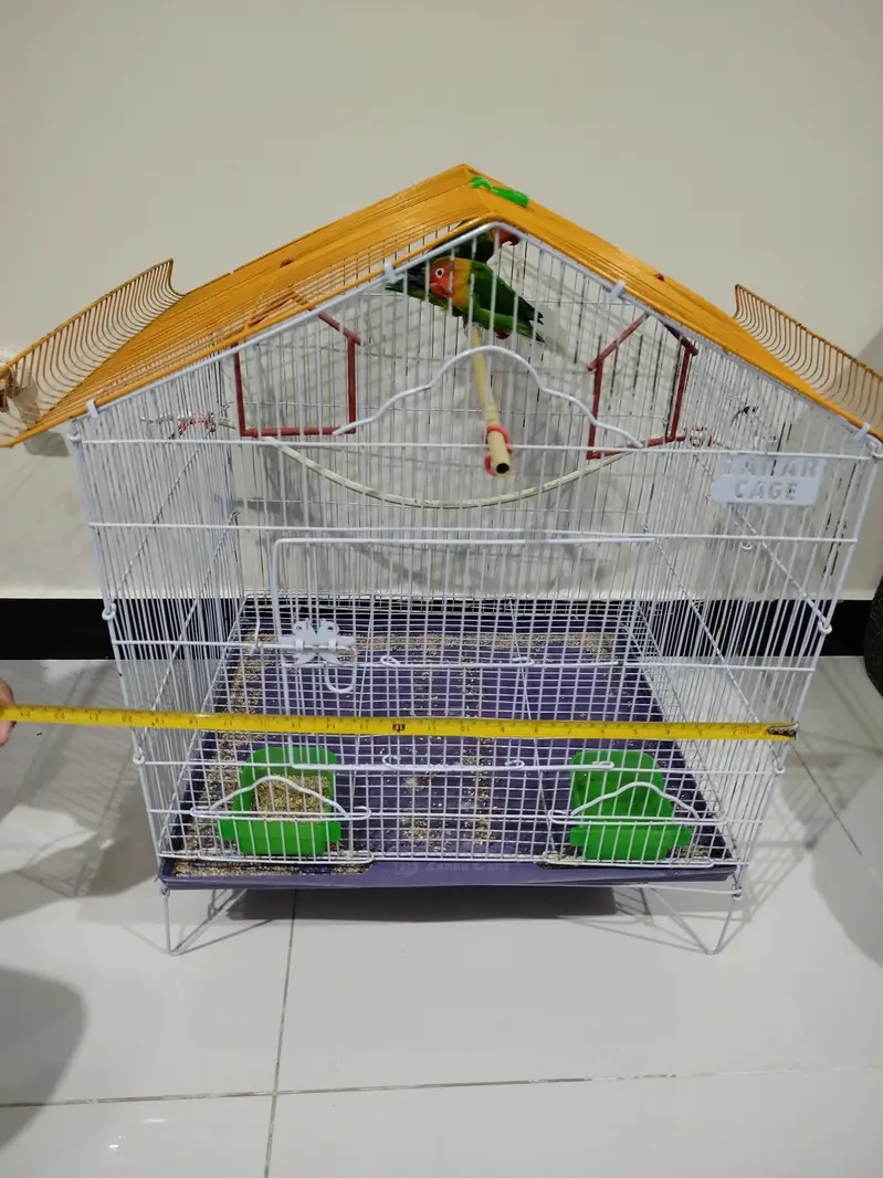 two pair lovebirds with breading box for sale — photo 4