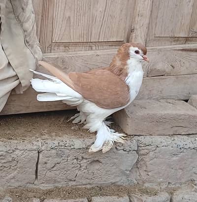 Yellow & Red male German Sherazi Pigeon
