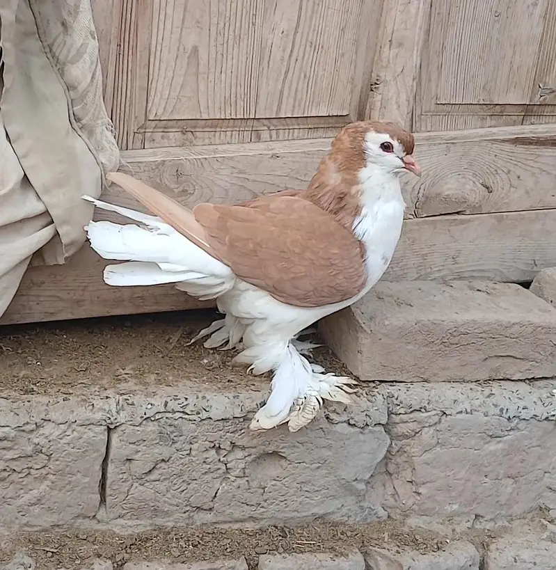 Yellow & Red male German Sherazi Pigeon