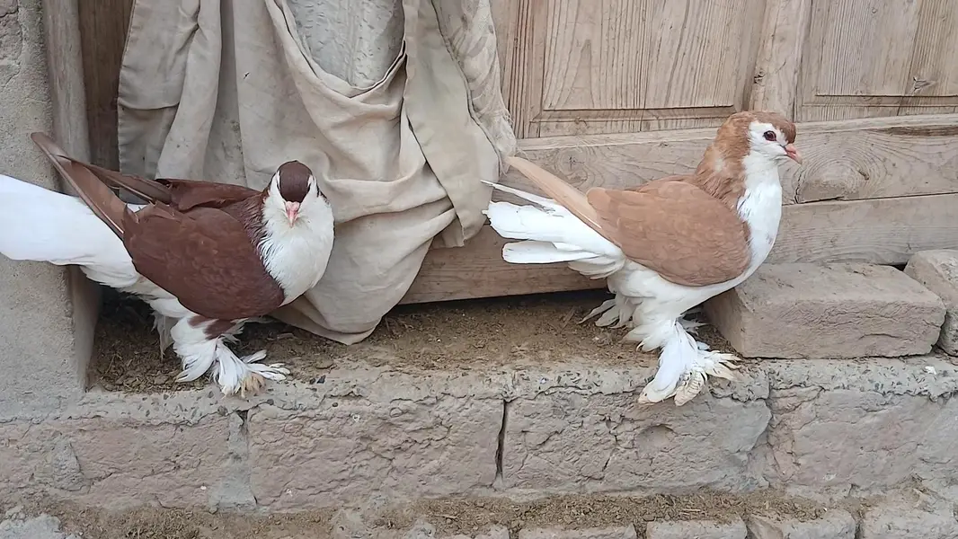 Yellow & Red male German Sherazi Pigeon — photo 2