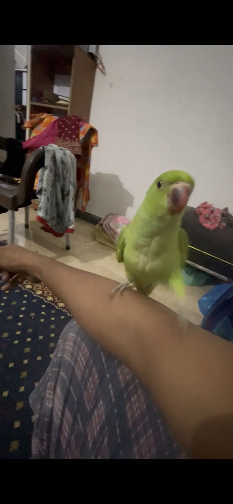 Ringneck male hand tame — photo 2