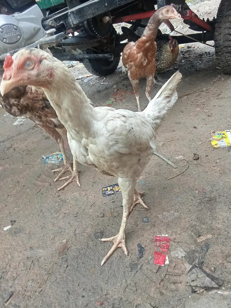 murgi — photo 2