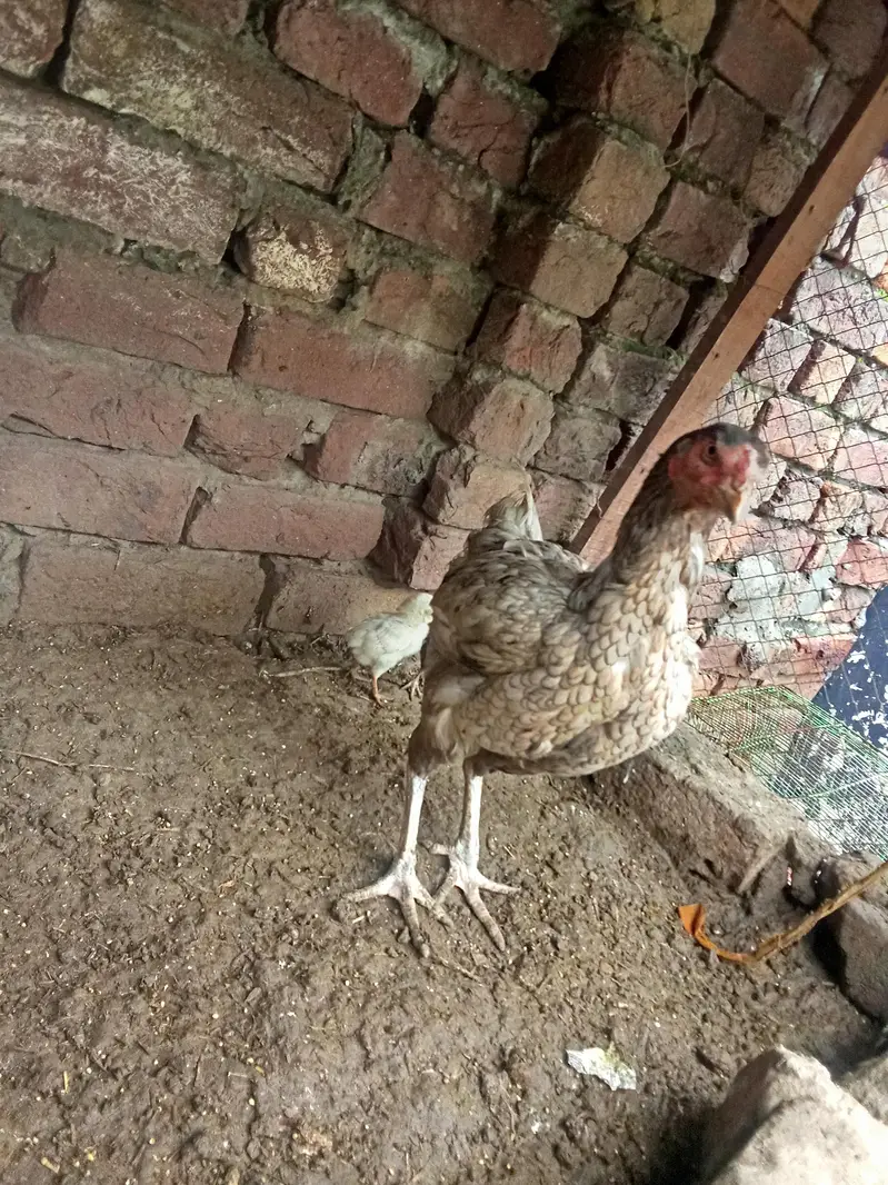 murgi — photo 3