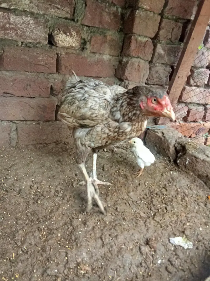 murgi — photo 5