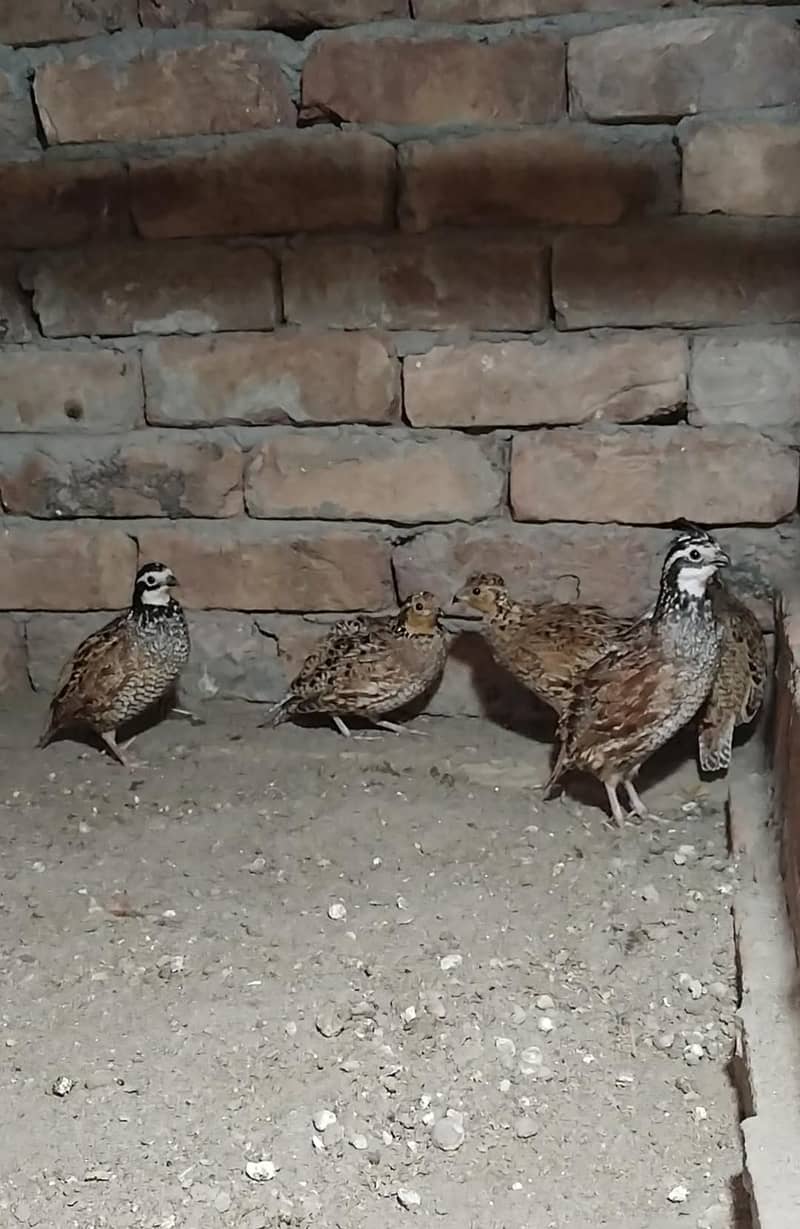 Buff flake quails 0
