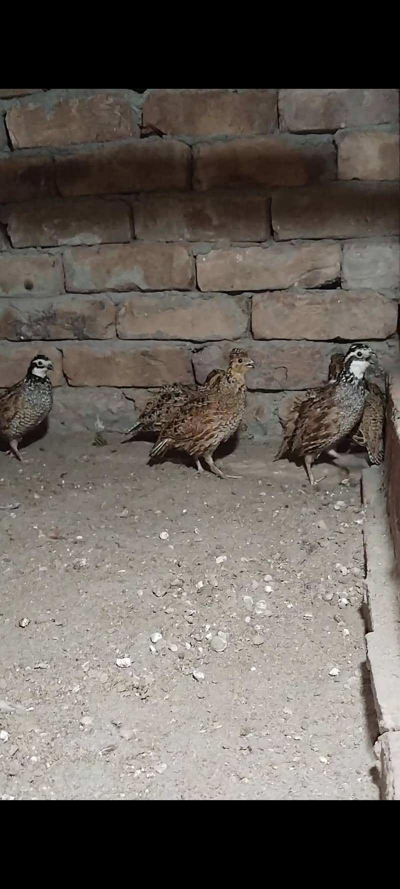 Buff flake quails 1