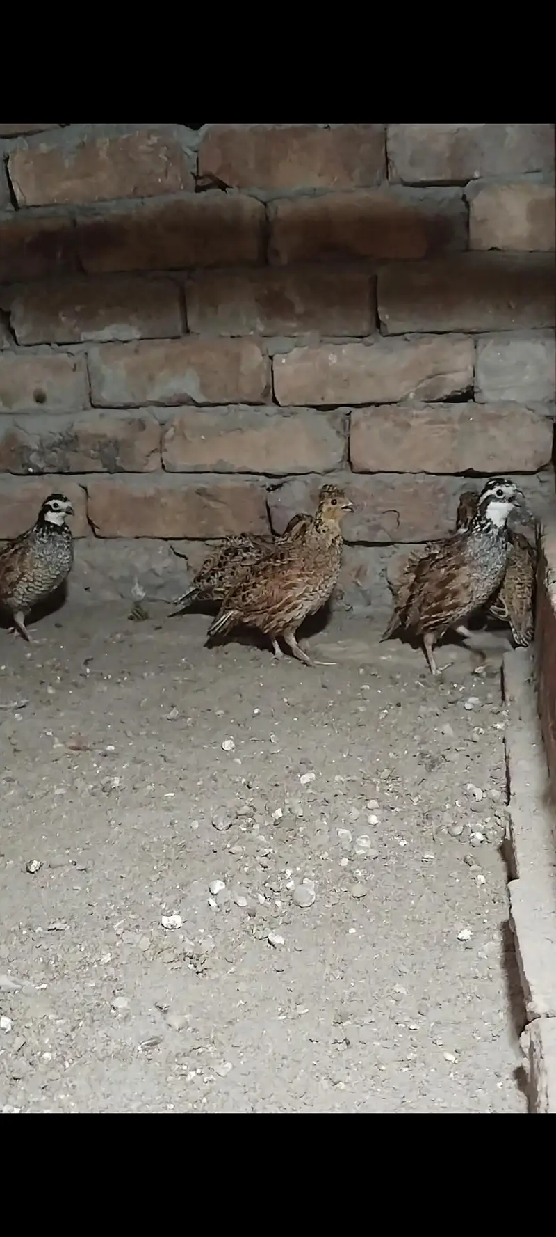 Buff flake quails — photo 2