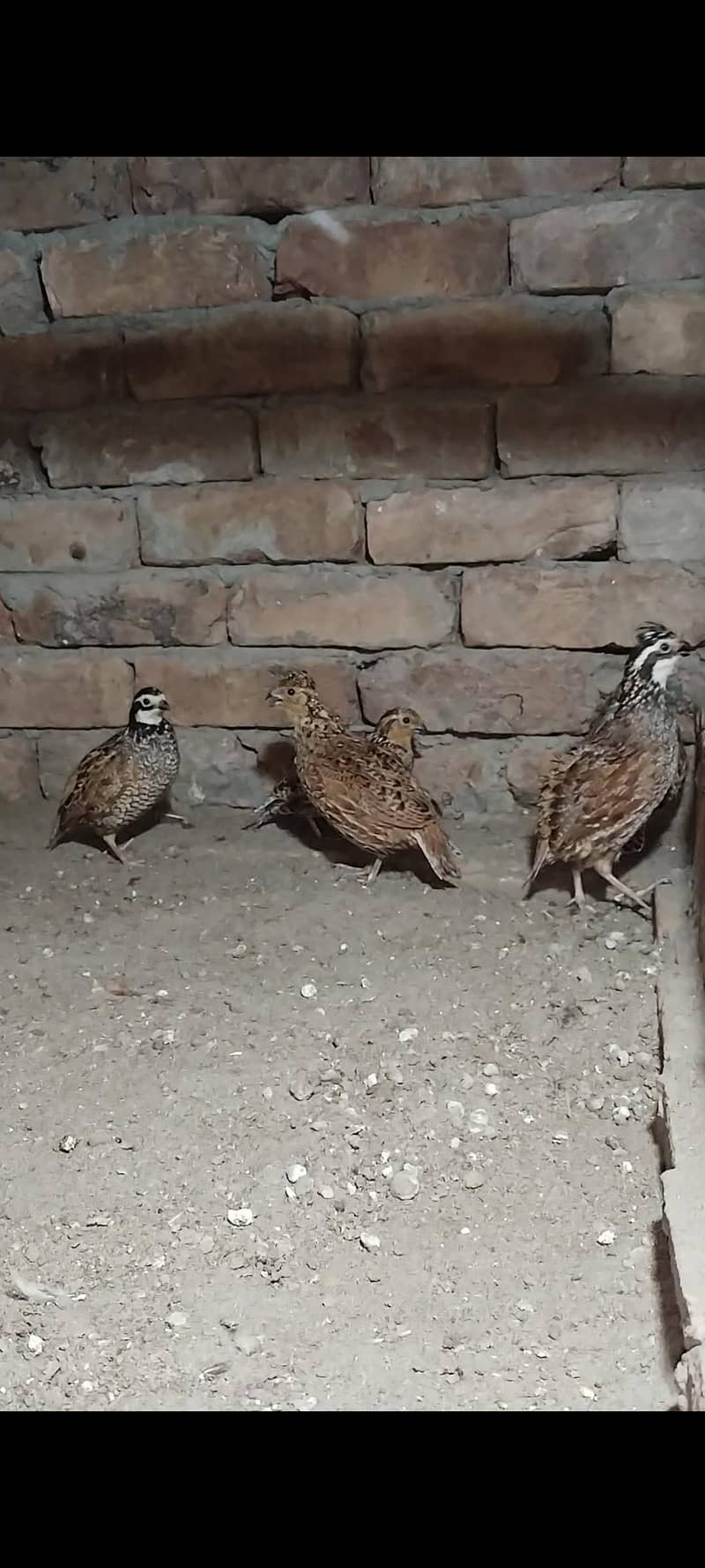 Buff flake quails 2