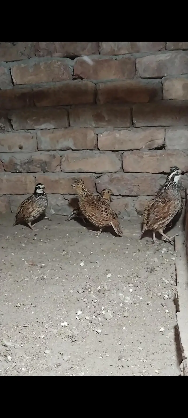 Buff flake quails — photo 3