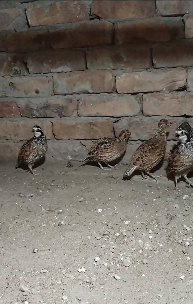 Buff flake quails 3
