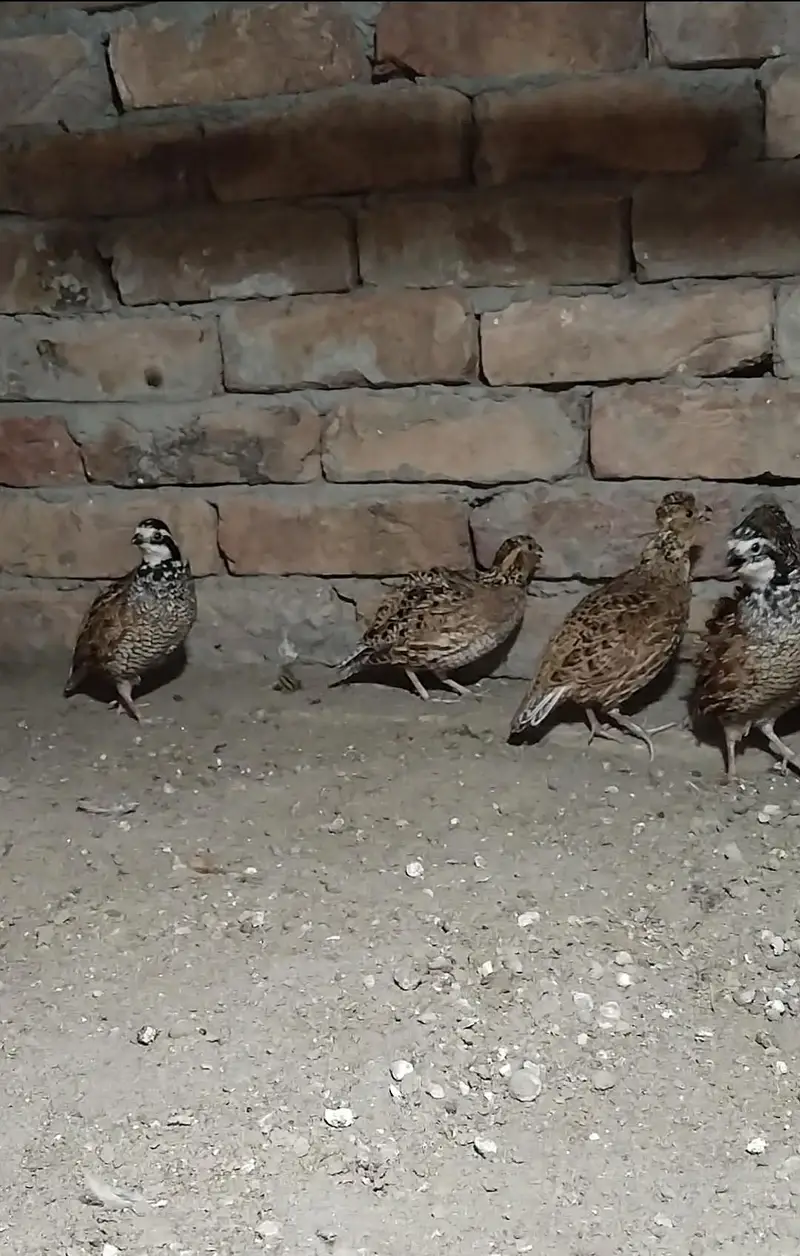 Buff flake quails — photo 4