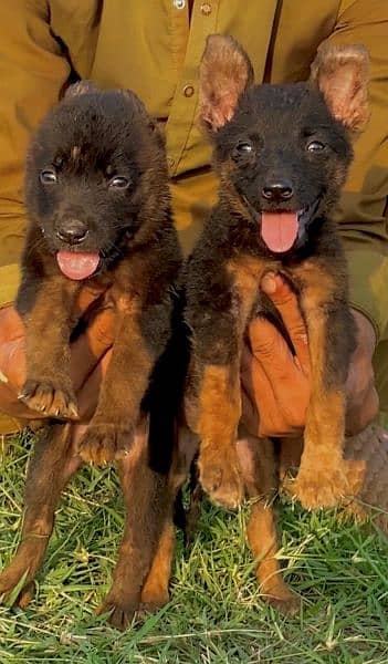 German shepherd dabal cout pair 55 day for sale active and healthy