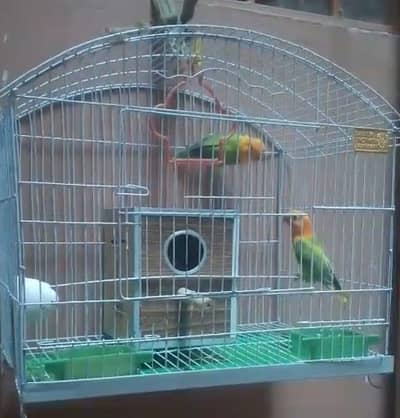Parrot for sale