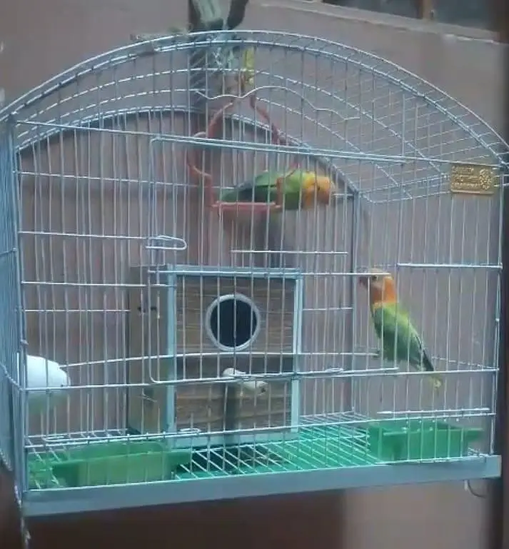 Parrot for sale — photo 2