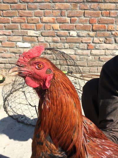 Aseel for urgent sale