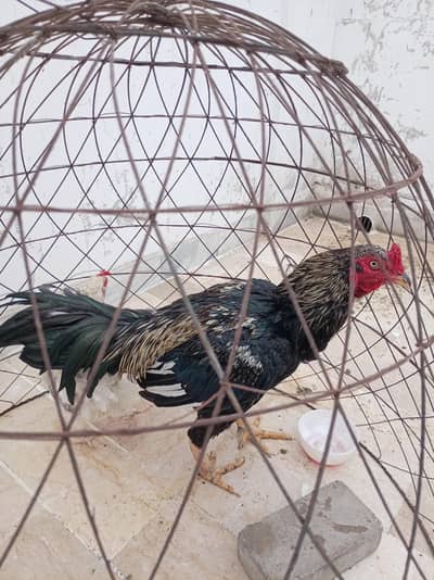 aseel murga or desi murghiyan
