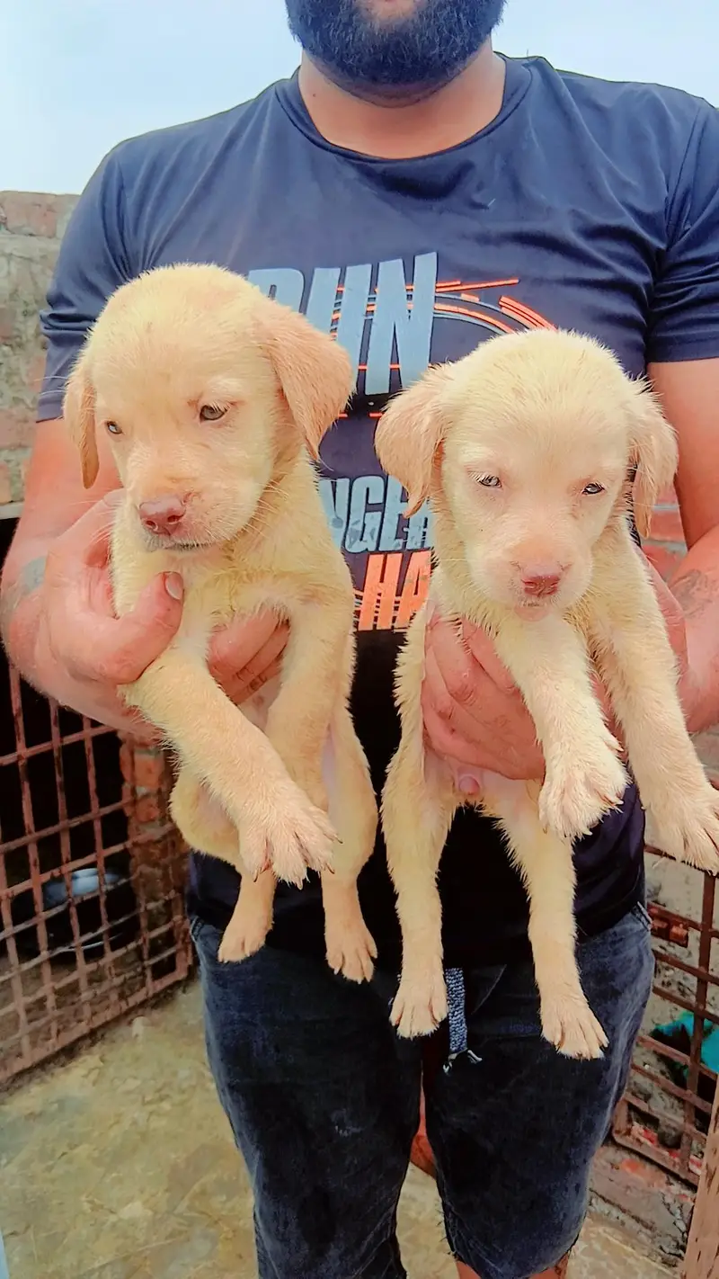 American Labrador — photo 2