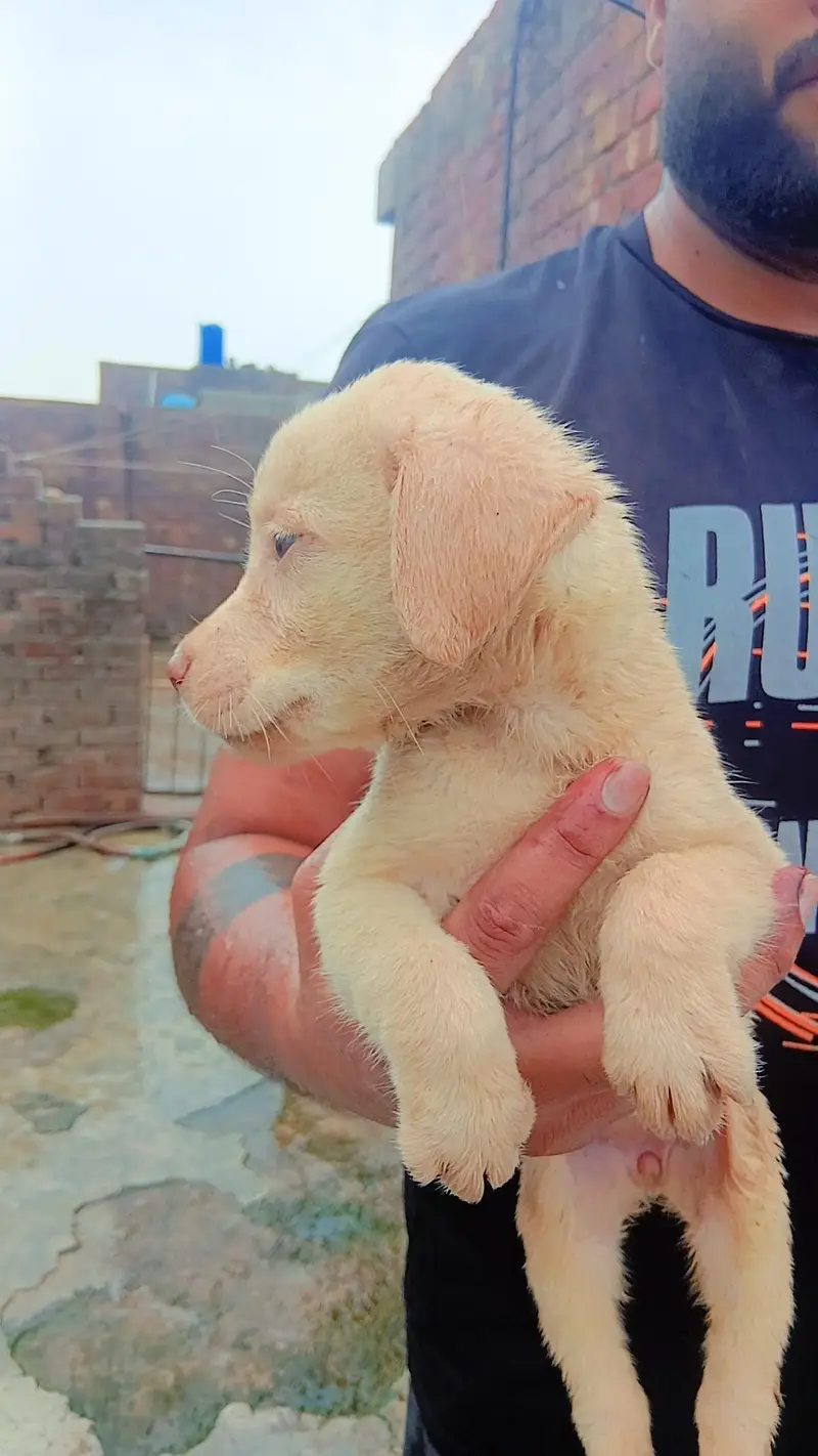 American Labrador — photo 3