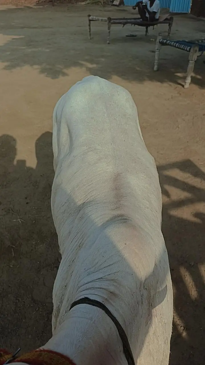 Gulabi nukra — photo 2