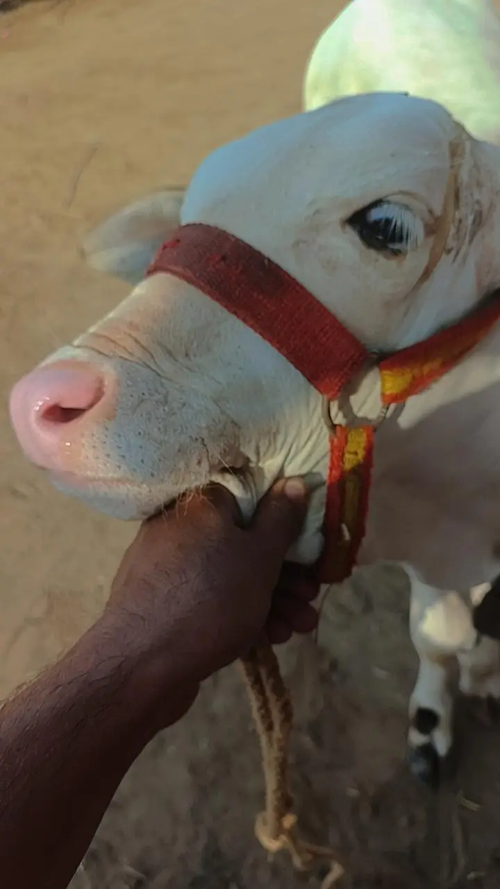 Gulabi nukra — photo 3