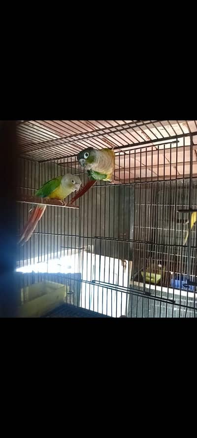 pineapple conure bridar pair available wd DNA