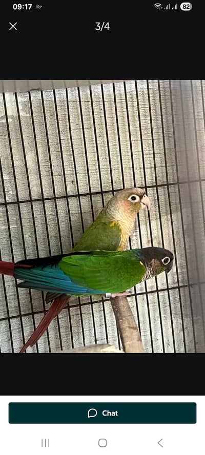 pineapple conure bridar pair available wd DNA love birds parrot sun