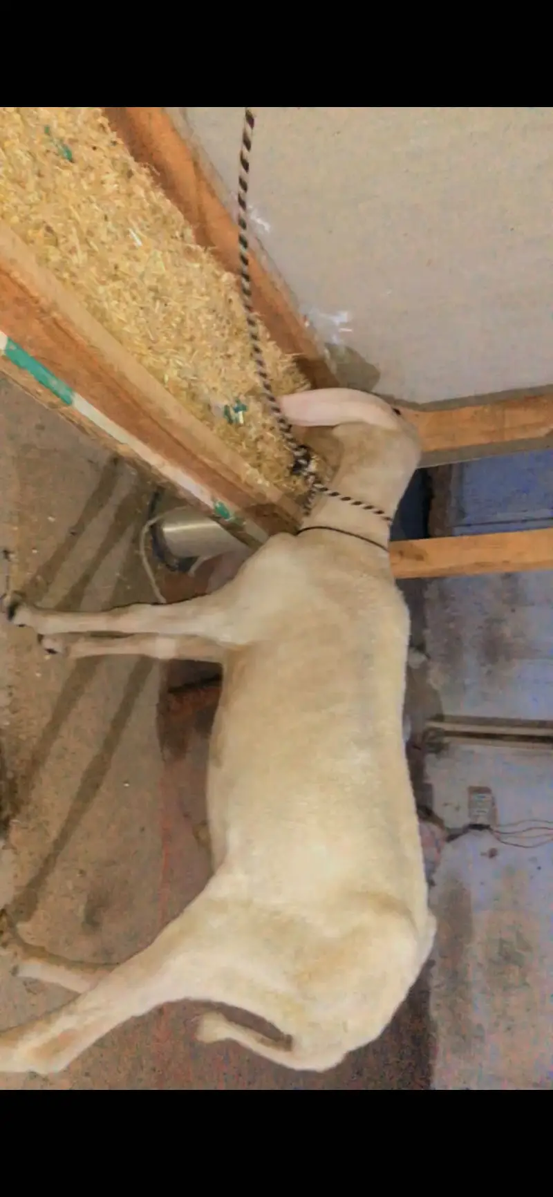 Larkana Dumba — photo 2